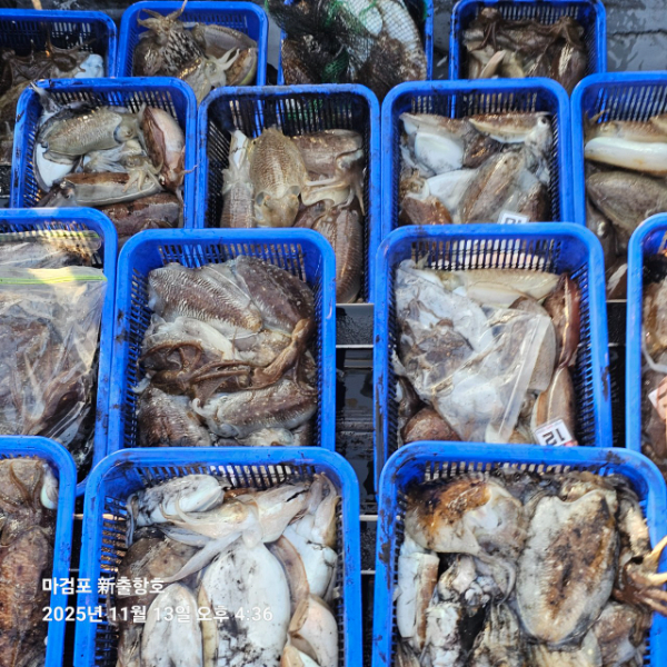 ꫛꫀꪝ✧‧˚ 태안 마검포 新출항호 .• _˚☀₊_사진_20251113_2.jpg