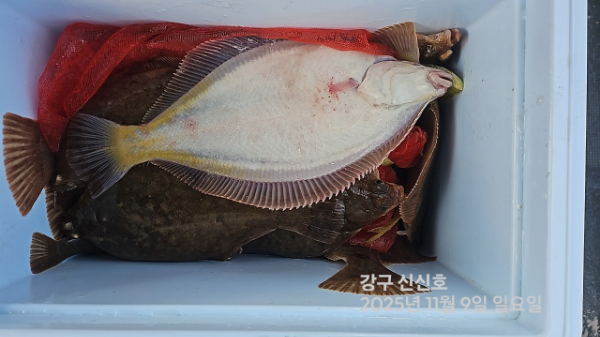 신신낚시 강구점 신신호_사진_20251109_15.jpg