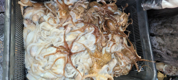 예지퀸호 농어외수질&어초낚시 경기인천권_사진_20251029_9.jpg