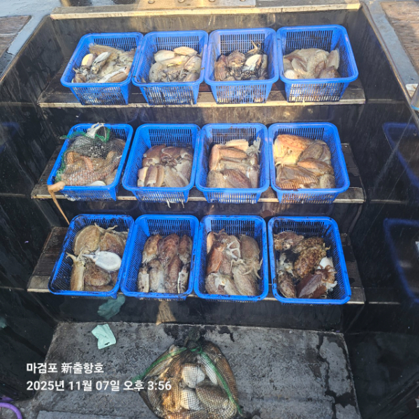 ꫛꫀꪝ✧‧˚ 태안 마검포 新출항호 .• _˚☀₊_사진_20251107_5.jpg