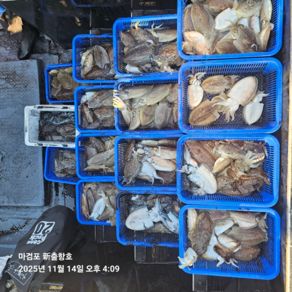 ꫛꫀꪝ✧‧˚ 태안 마검포 新출항호 .• _˚☀₊_사진_20251115_3.jpg