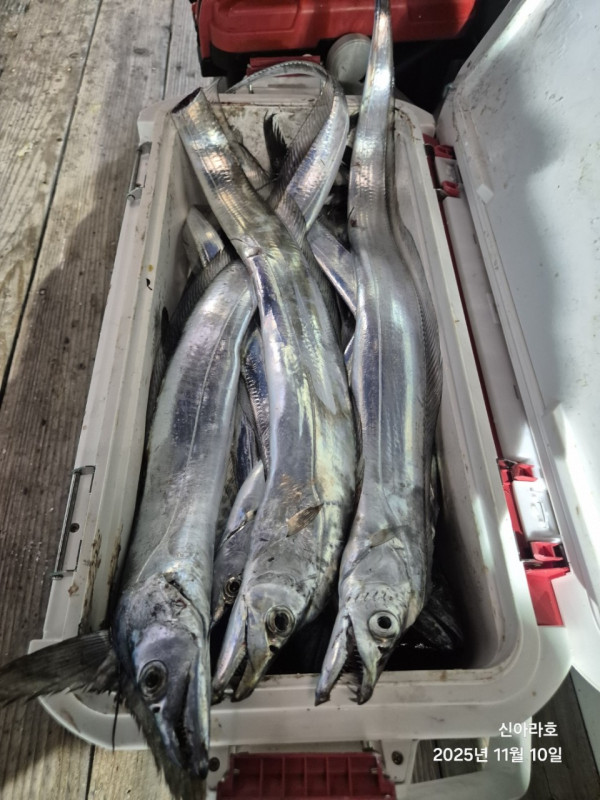 바다꾼낚시(신아라호)_사진_20251110_9.jpg
