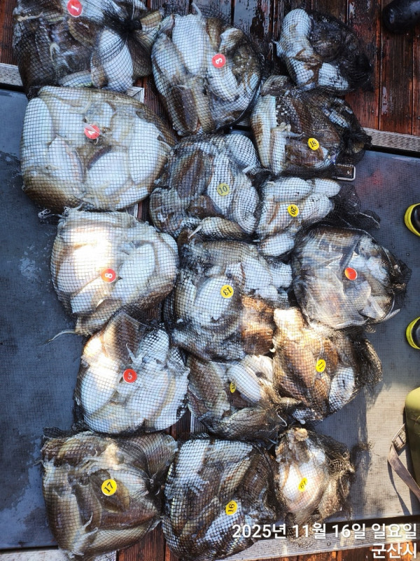 군산 선상낚시, 바다낚시 출조 전문 ☆서군산낚시☆_사진_20251116_15.jpg