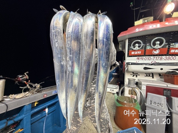 11월21일왕갈치 (22).jpg