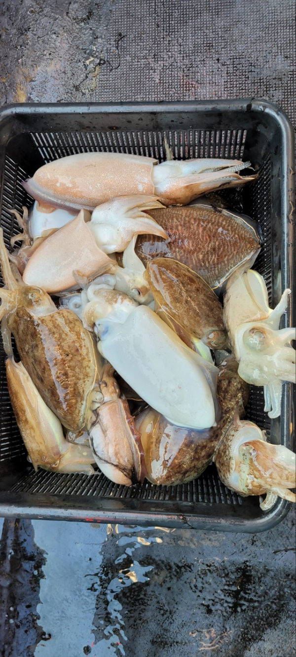 예지퀸호 농어외수질&어초낚시 경기인천권_사진_20251112_11.jpg