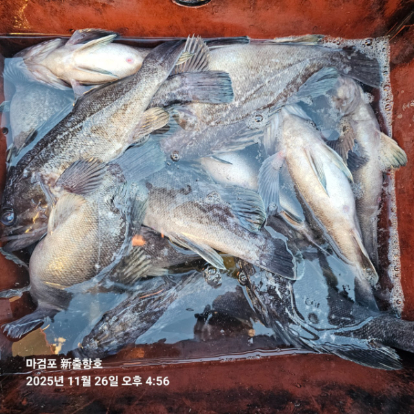 ꫛꫀꪝ✧‧˚ 태안 마검포 新출항호 .• _˚☀₊_사진_20251126_3.jpg