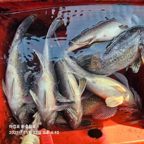 ꫛꫀꪝ✧‧˚ 태안 마검포 新출항호 .• _˚☀₊_사진_20251122_18.jpg