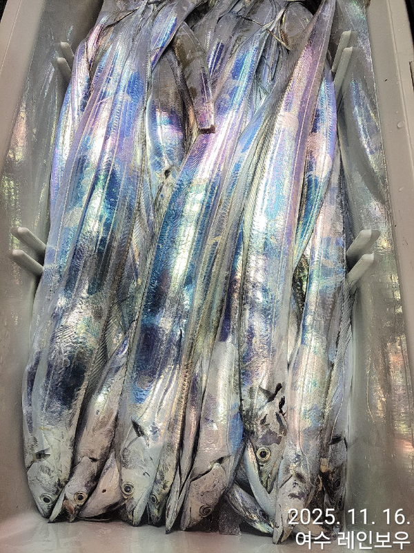 ♡여수레인보우♡갈치_열기_한치_갑오징어__사진_20251116_13.jpg