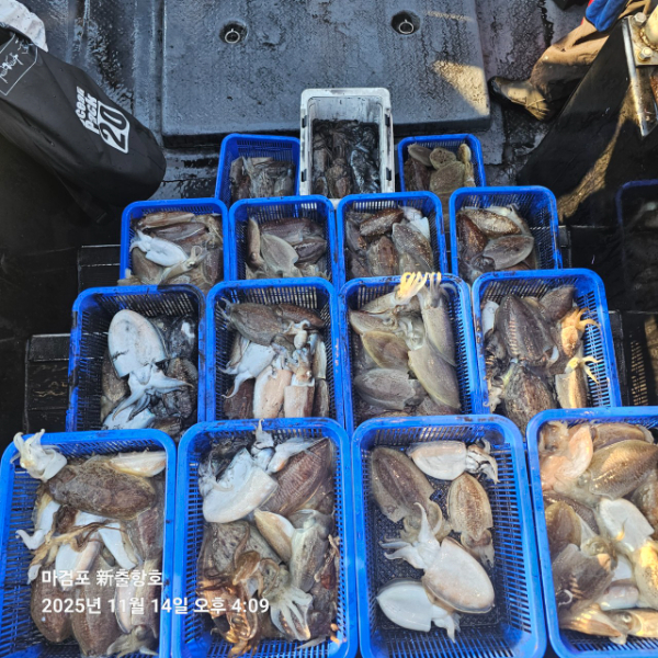 ꫛꫀꪝ✧‧˚ 태안 마검포 新출항호 .• _˚☀₊_사진_20251115_2.jpg