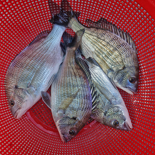 인천배낚시 (20).jpg