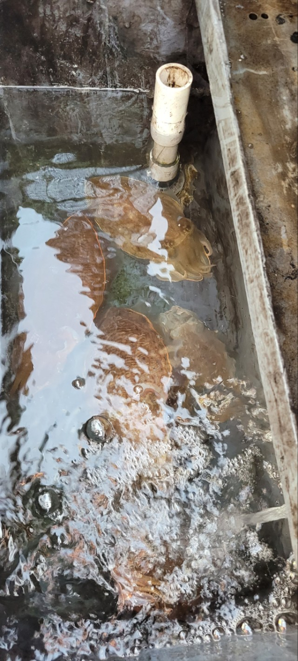 예지퀸호 농어외수질&어초낚시 경기인천권_사진_20251109_11.jpg