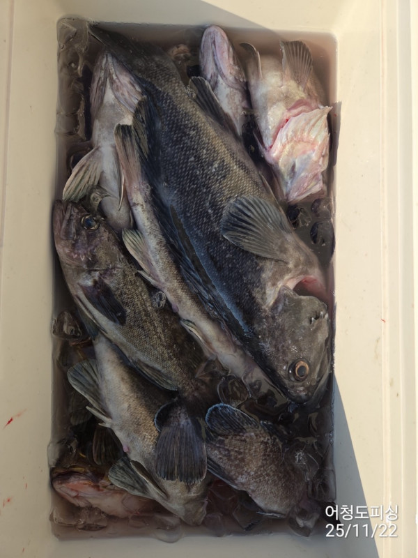 최강피싱 063.463.0800_사진_20251122_50.jpg