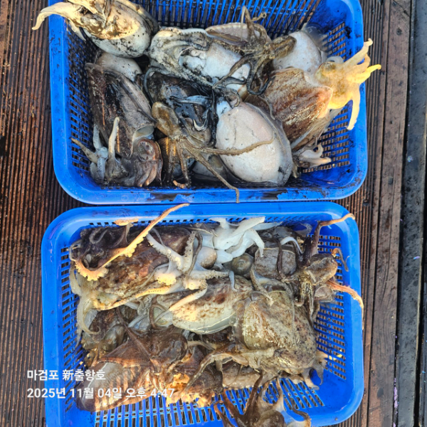 ꫛꫀꪝ✧‧˚ 태안 마검포 新출항호 .• _˚☀₊_사진_20251105_1.jpg