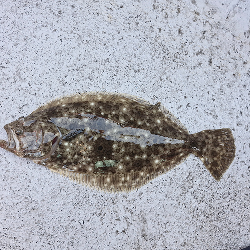 인천바다낚시 (9).jpg