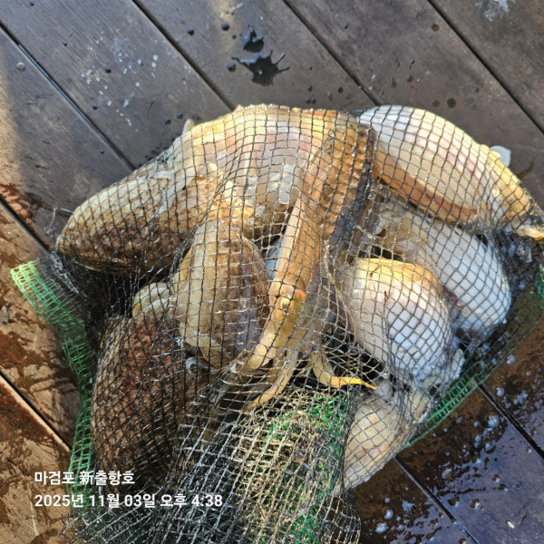 ꫛꫀꪝ✧‧˚ 태안 마검포 新출항호 .• _˚☀₊_사진_20251105_5.jpg