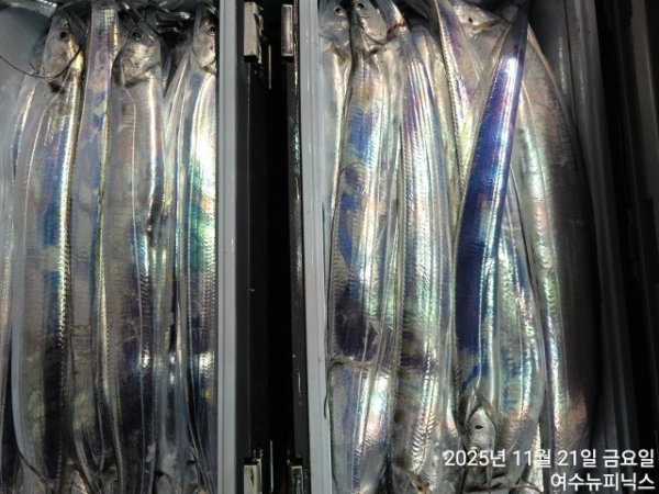 11월21일왕갈치 (9).jpg