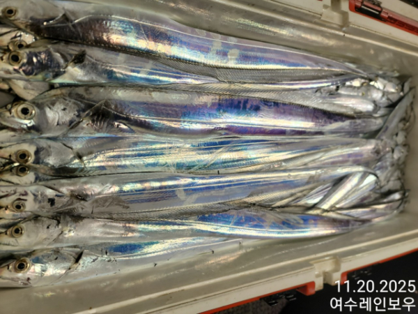 ♡여수레인보우♡갈치_열기_한치_갑오징어__사진_20251120_2.jpg