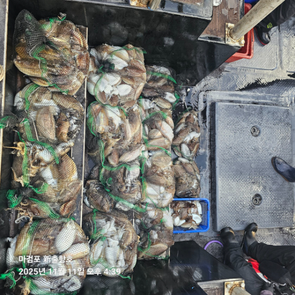 ꫛꫀꪝ✧‧˚ 태안 마검포 新출항호 .• _˚☀₊_사진_20251111_3.jpg