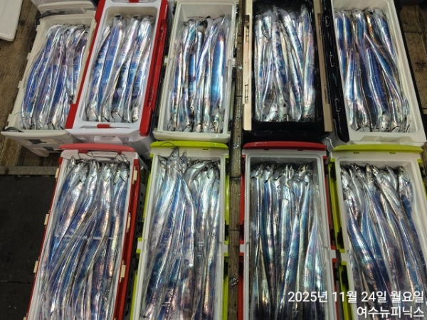 11월24일갈치 (64).jpg
