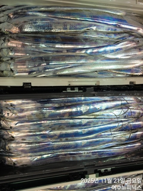 20911월21일왕갈치 (6).jpg