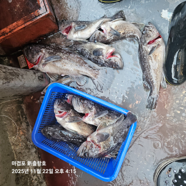 ꫛꫀꪝ✧‧˚ 태안 마검포 新출항호 .• _˚☀₊_사진_20251122_13.jpg