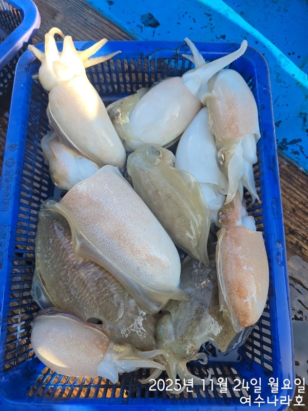 ♠여수나라호♠ 갈치 문어 참돔(타이라바), 쭈꾸미 갑오징어 선상낚시 생활낚시_사진_20251125_3.jpg