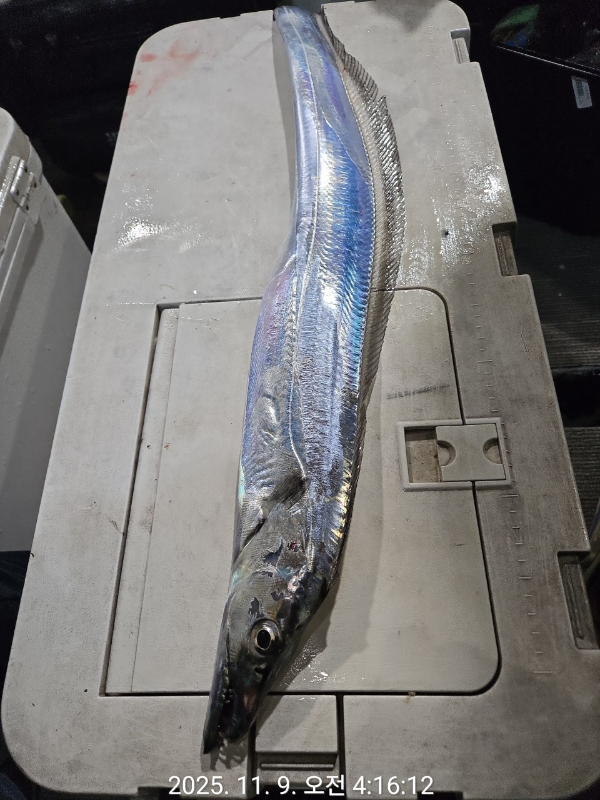 제주선상낚시피닉스호_사진_20251109_9.jpg