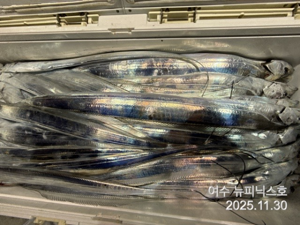 11월30일갈치 (21).jpg