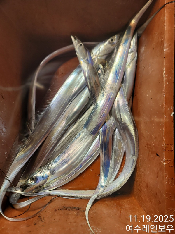 ♡여수레인보우♡갈치_열기_한치_갑오징어__사진_20251120_14.jpg