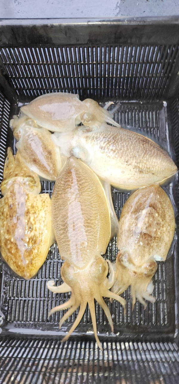 예지퀸호 농어외수질&어초낚시 경기인천권_사진_20251031_8.jpg