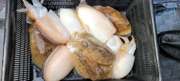 예지퀸호 농어외수질&어초낚시 경기인천권_사진_20251030_5.jpg