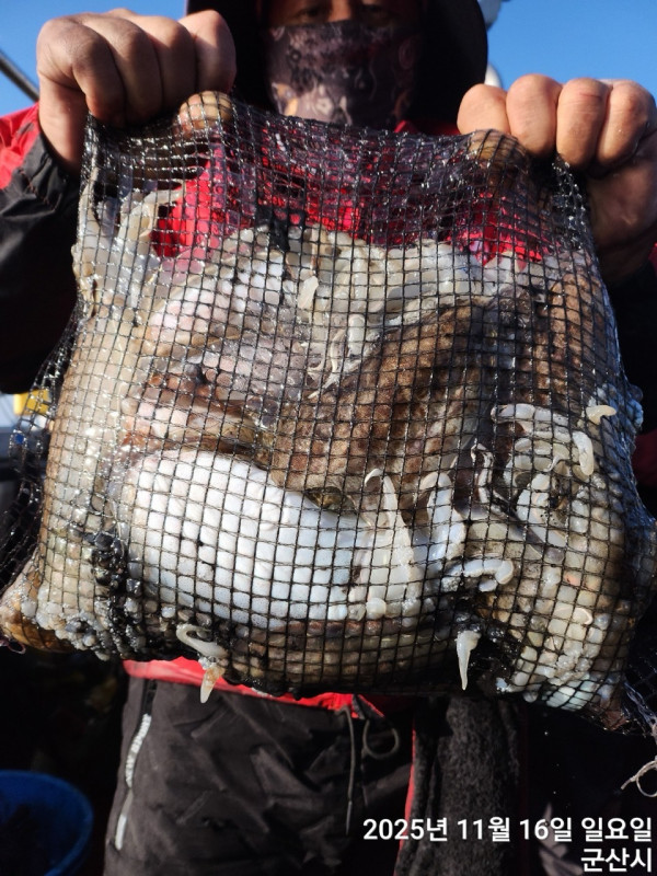 군산 선상낚시, 바다낚시 출조 전문 ☆서군산낚시☆_사진_20251116_10.jpg