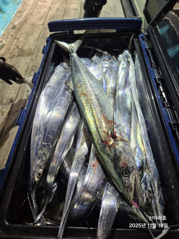바다꾼낚시(신아라호)_사진_20251110_14.jpg