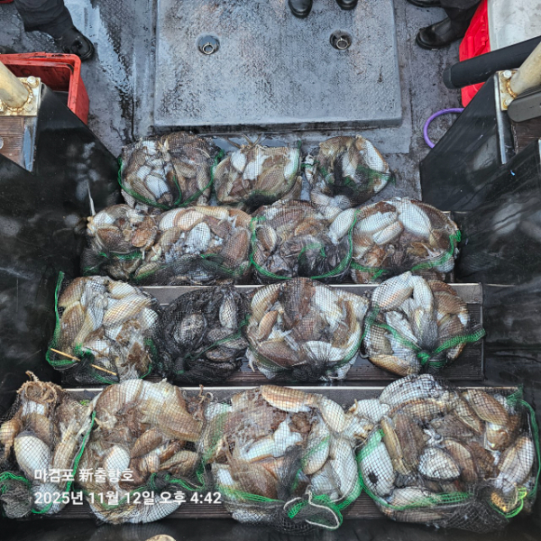 ꫛꫀꪝ✧‧˚ 태안 마검포 新출항호 .• _˚☀₊_사진_20251112_5.jpg