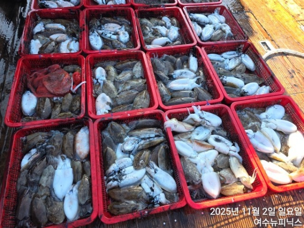 11월2일갑오징어 (2).jpg