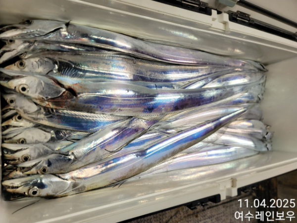 ♡여수레인보우♡갈치_열기_한치_갑오징어__사진_20251104_3.jpg