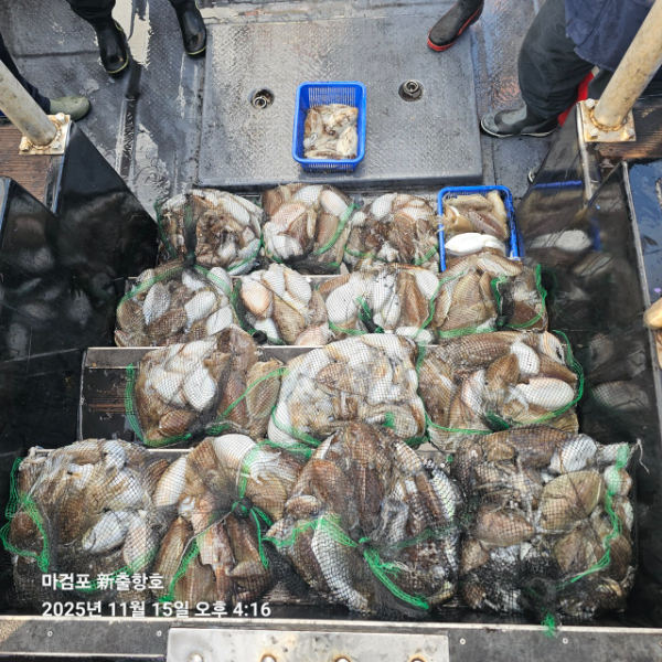 ꫛꫀꪝ✧‧˚ 태안 마검포 新출항호 .• _˚☀₊_사진_20251115_7.jpg