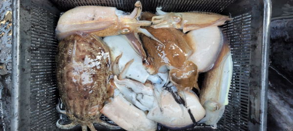 예지퀸호 농어외수질&어초낚시 경기인천권_사진_20251115_9.jpg