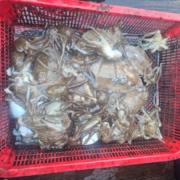 마검포 대한호(VIP)_사진_20251114_6.jpg