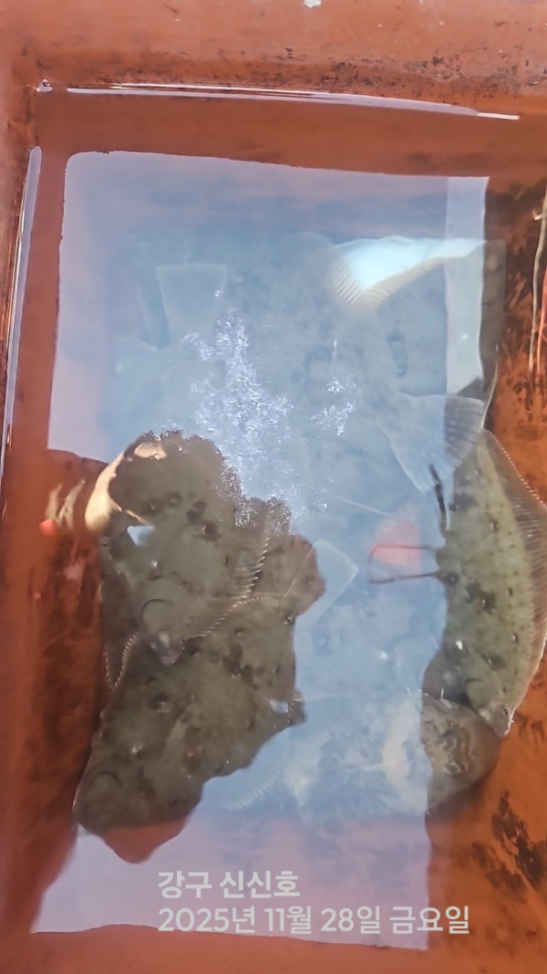 신신낚시 강구점 신신호_사진_20251128_4.jpg