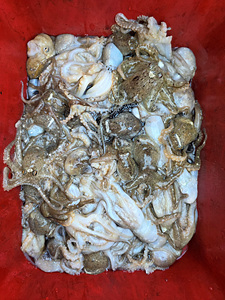 인천쭈꾸미낚시 (6).jpg