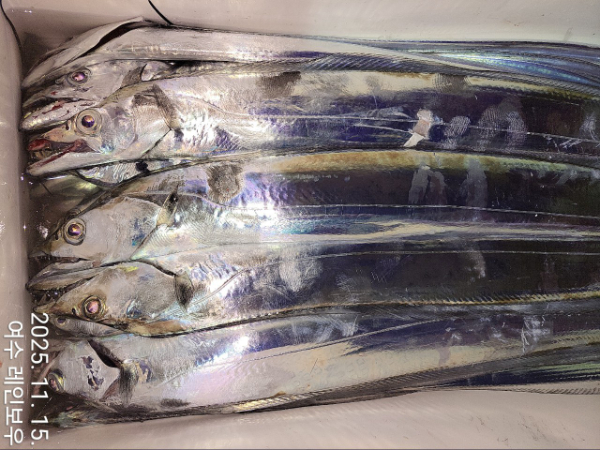 ♡여수레인보우♡갈치_열기_한치_갑오징어__사진_20251115_20.jpg