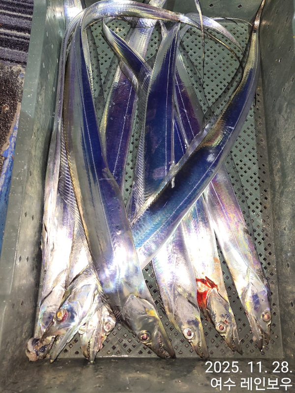♡여수레인보우♡갈치_열기_한치_갑오징어__사진_20251129_49.jpg