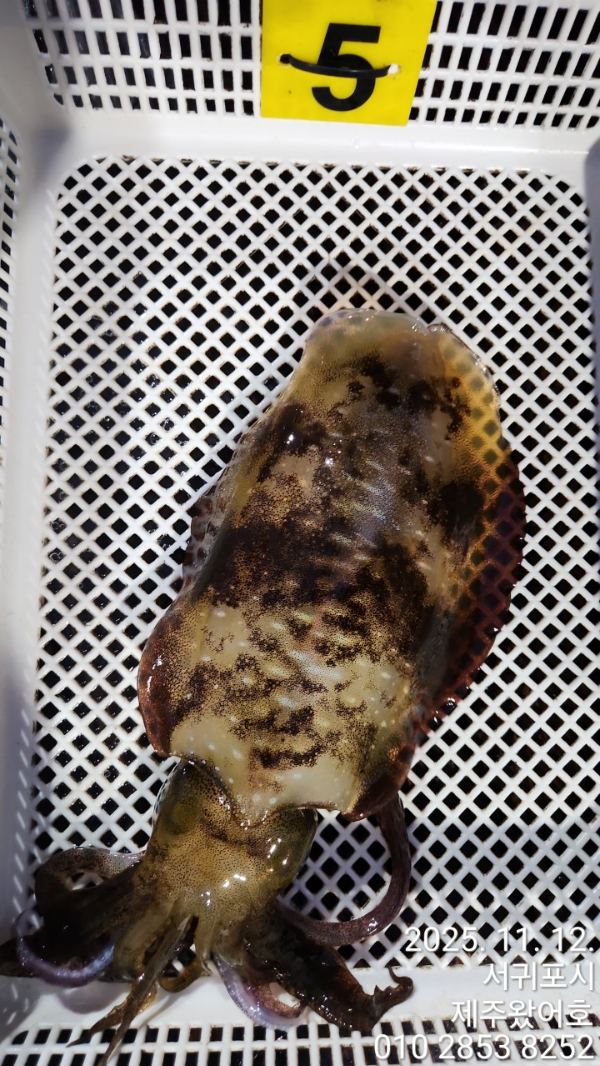 제주왔어호_사진_20251113_12.jpg