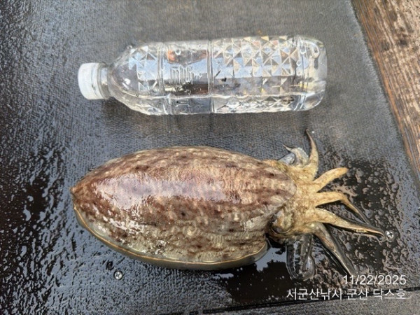 군산 선상낚시, 바다낚시 출조 전문 ☆서군산낚시☆_사진_20251122_2.jpg