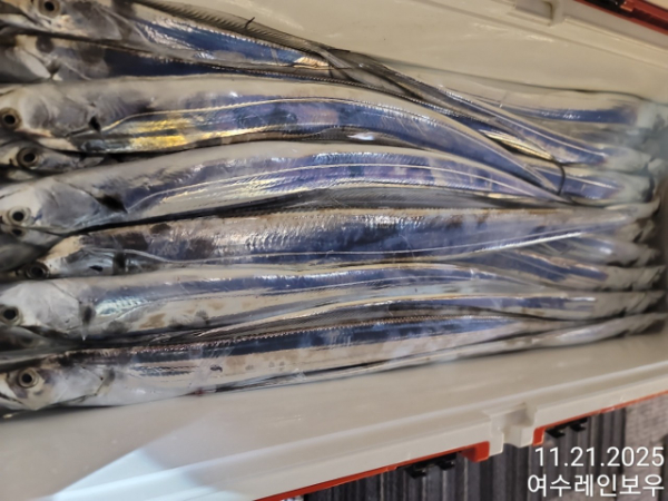 ♡여수레인보우♡갈치_열기_한치_갑오징어__사진_20251121_8.jpg