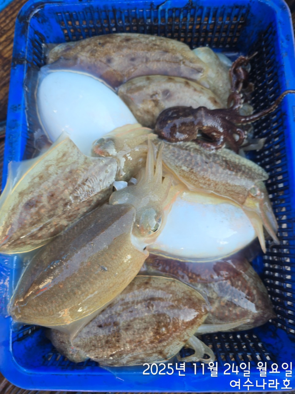 ♠여수나라호♠ 갈치 문어 참돔(타이라바), 쭈꾸미 갑오징어 선상낚시 생활낚시_사진_20251125_12.jpg