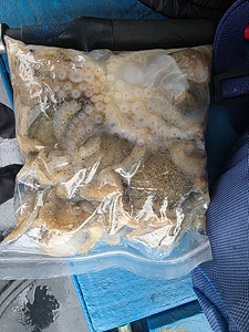 인천쭈꾸미낚시 (16).jpg