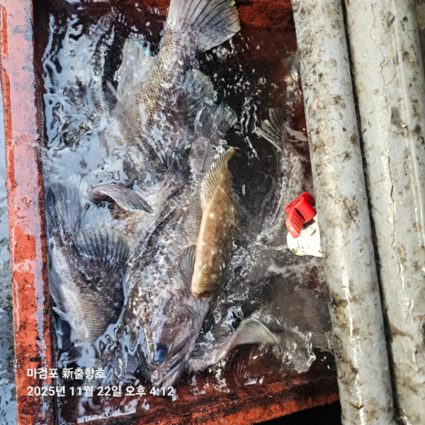 ꫛꫀꪝ✧‧˚ 태안 마검포 新출항호 .• _˚☀₊_사진_20251122_7.jpg