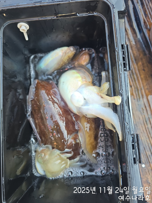 ♠여수나라호♠ 갈치 문어 참돔(타이라바), 쭈꾸미 갑오징어 선상낚시 생활낚시_사진_20251125_14.jpg